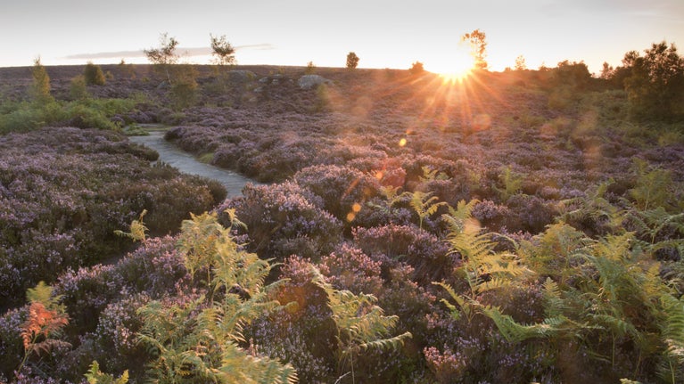 Low sun over the moorland at Brimham Rocks, Nidderdale, North Yorkshire.
